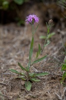 Centaurea jacea L.