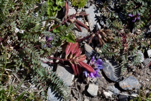 Oxytropis jacquinii Bunge