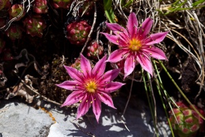 Sempervivum montanum L.