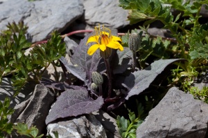 Crepis pygmaea L.