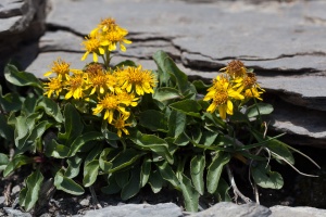 Solidago virgaurea L.