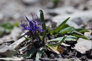 Phyteuma globulariifolium Sternberg et Hoppe