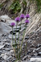 Allium schoenoprasum L