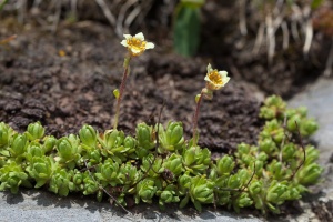 Saxifraga exarata Villars