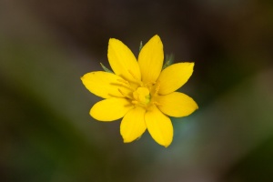 Blackstonia acuminata (Koch & J.B. Ziz) Domin