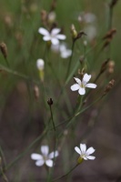 Petrorhagia saxifraga (L.) Link