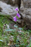 Campanula rapunculoides L.