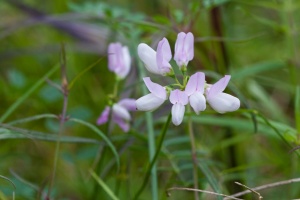 Securigera varia (L.) Lassen