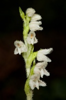 Goodyera repens (L.) R. Br.