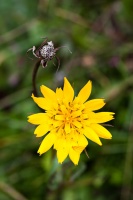 Tragopogon pratensis L.