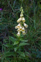 Digitalis grandiflora Miller