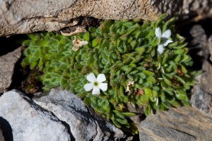 Androsace pubescens DC