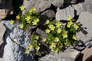 Saxifraga muscoides Allioni