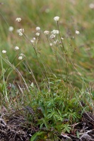 Astrantia minor L.