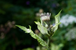 Cirsium oleraceum (L.) Scopoli