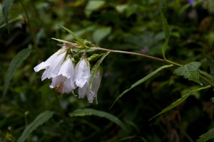 Campanula trachelium L.