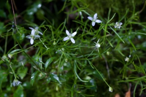 Moehringia muscosa L.