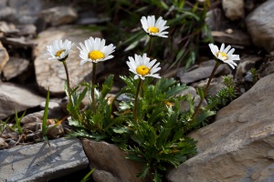 Leucanthemum halleri (Suter) Ducommun