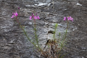 Epilobium dodonaei Villars