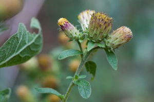 Inula conyza DC.