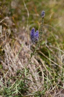 Veronica spicata L.