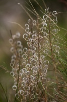 Alyssoides utriculata (L.) Moench