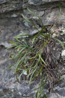 Asplenium septentrionale (L.) Hoffmann