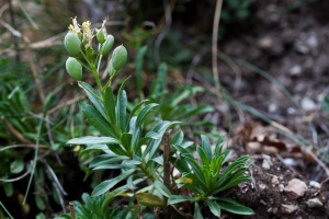 Alyssoides utriculata (L.) Moench