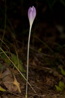 Colchicum autumnale L.