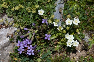 Gentianella campestris (L.) Borner, Parnassia palustris L.