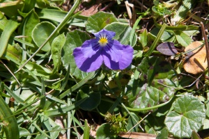 Viola calcarata L.