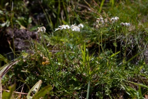 Achillea erba-rotta Allioni