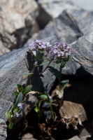 Arabis caerulea (Allioni) Haenke