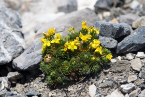 Draba aizoides L.