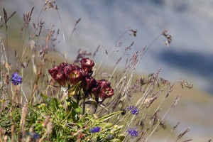 Gentiana purpurea L.