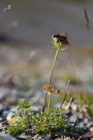 Ligusticum mutellinoides (Crantz) Villars