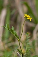 Rorippa sylvestris (L.) Besser