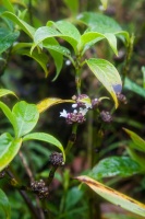 Psychotria aubletiana Steyerm.