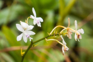 Epidendrum patens Sw.