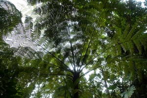 Cyatheaceae sp. indet.