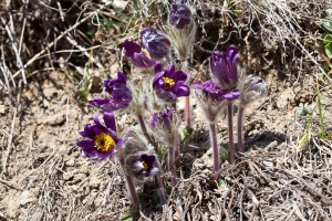 Anemone montana Hopp