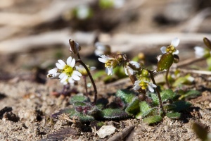 Erophila verna (L.) DC.