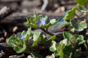 Veronica hederifolia L.