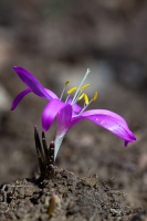 Colchicum bulbocodium Ker Gawl.