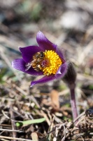 Anemone montana Hopp