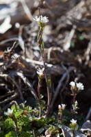 Cardamine hirsuta L.