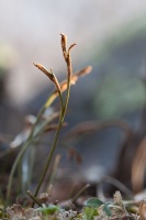 Asplenium septentrionale (L.) Hoffm.