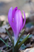 Colchicum bulbocodium Ker Gawl.