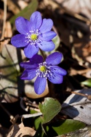 Hepatica nobilis Mill.