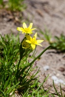 Gagea liotardii (Sternb.) Schult. & Schult.f.